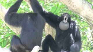 Siamang Gibbons howling at Miami Metrozoo [upl. by Ness113]