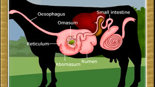 Life ProcessDigestion in Ruminants07 [upl. by Otanod]