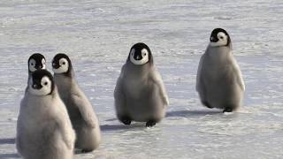 WildlifeWednesday 🐧 The CUTEST penguin chicks [upl. by Abisia170]