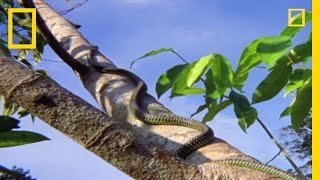 Flying Snake Hunts Leaping Lizard  National Geographic [upl. by Joela439]