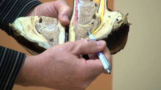 FootPro Farrier Info Series  Anatomy of the Hoof [upl. by Spring]