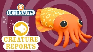 Octonauts Creature Report  Cuttlefish [upl. by Akienom]