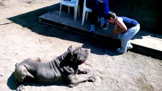 mastino napoletano MASTINI DEL VECCHIO MATTATOIO [upl. by Zaragoza]