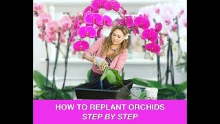 ORCHID CARE 🍃REPOTTING ORCHIDS REPLANTING ORCHIDS 🌿 Shirley Bovshow [upl. by Siednarb]