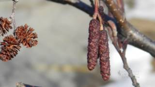 Catkins No Those Arent Cones on Your Cottonwood Tree [upl. by Nyrahtak78]