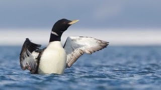 Through the Lens Yellowbilled Loon [upl. by Llertnad57]