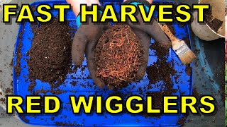 Red Wigglers  Light Harvest Method  When you need Castings FAST [upl. by Anahsirk]