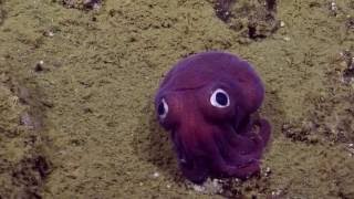 Googlyeyed Stubby Squid  Nautilus Live [upl. by Hnahym]