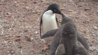 Adelie Penguins feeding their Chicks  Antarctica [upl. by Norbel109]