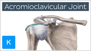 Acromioclavicular Joint  Location amp Function  Human Anatomy  Kenhub [upl. by Assecnirp]