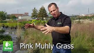 Pink Muhly Grass  Archer Services [upl. by Llezo833]