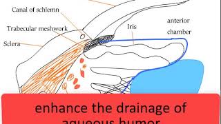 Drugs used in glaucoma Pilocarpine Latanoprost Timolol Apraclonidine mechanism of action [upl. by Halehs]