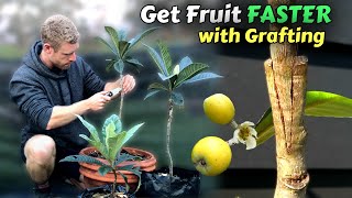 Grafting Loquat Trees  Learn How To Graft Includes 8 Months of Results [upl. by Potts892]