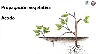 Tema 3 Multiplicación Propagación vegetativa acodo [upl. by Alekram796]