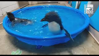 Rockhopper Penguin Chicks 1st Swim  Cincinnati Zoo [upl. by Durgy]