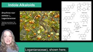 Plant Secondary Metabolism Alkaloids [upl. by Holub392]