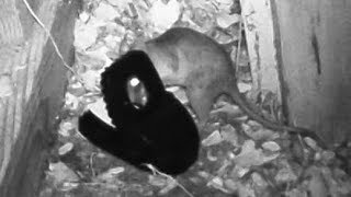 Big Rat caught using NIGHT VISION  ENKEEO PH760 MotionActivated Game Trail Camera [upl. by Anayet]