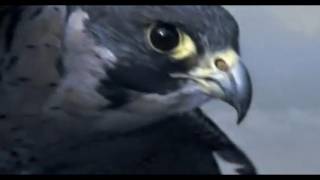 Peregrine Falcon Sky Dive  Inside the Perfect Predator  BBC [upl. by Pleasant]