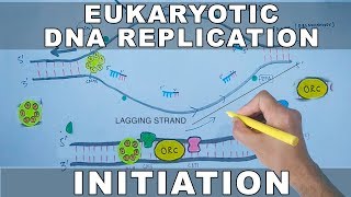 DNA Replication In Eukaryotes  Initiation [upl. by Kynan]