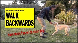 Teach Your Dog to Walk Backwards  Robert Cabral Dog Training [upl. by Yelmene]