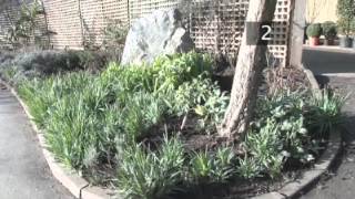 How To Plant Snowdrops [upl. by Emmalee960]