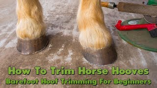 How To Trim Horse Hooves Barefoot Hoof Trimming For Beginners [upl. by Qerat]