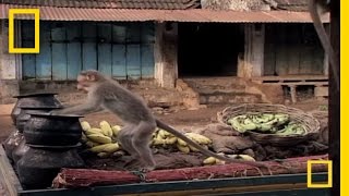 Drunk Monkeys  National Geographic [upl. by Hamid]