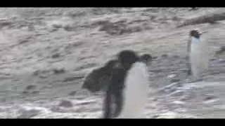 Adelie Penguin Feeding Chase [upl. by Aynatahs]