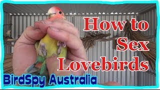 How to Sex Lovebirds  BirdSpyAus [upl. by Volny]