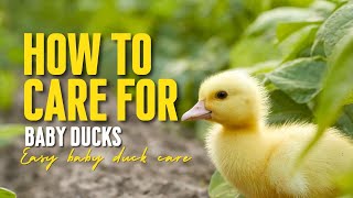 How to Care for Baby Ducks [upl. by Aldon]