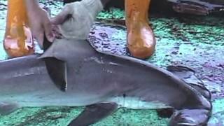 Over 73 Million Sharks Killed Every Year for Fins [upl. by Palecek453]