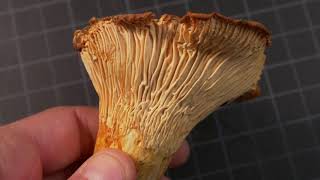 How to identify Chanterelle Mushrooms [upl. by Norramic]