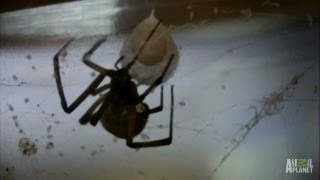 Brown Widow Spiders Invade  Infested [upl. by Malamut]