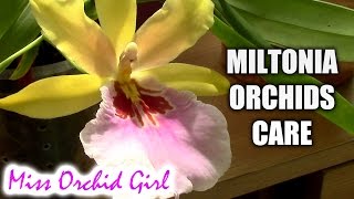 Orchid Care  Miltonia Orchids Basic Culture [upl. by Onidranreb]