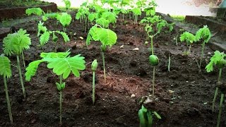 How to grow a forest in your backyard  Shubhendu Sharma [upl. by Issim163]