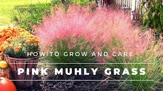 Pink Muhly Grass  How to Grow and Care for Muhlenbergia capillaris  Gulf Muhly [upl. by Applegate]