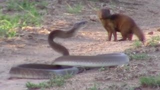 Brave Mongoose Tackles Lethal Black Mamba Snake [upl. by Mide]