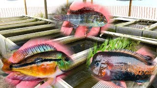 PRIVATE Rare Cichlid Fish Farm Tour [upl. by Ymmot463]