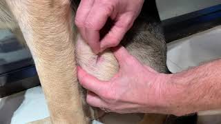 Superficial skin scraping technique in a dog [upl. by Adnac]