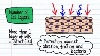 Classification of Epithelia  Drawn amp Defined [upl. by Oswin352]