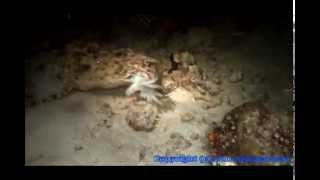 Cuttlefish Versus The Wobbegong Shark [upl. by Wandy]