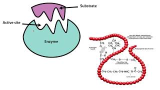 Enzymes AQA A Level Biology [upl. by Mark]