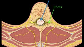 Spinal nerves [upl. by Etteuqram524]