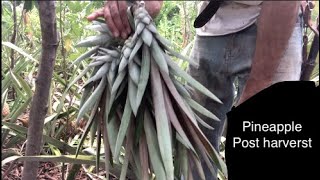 What to do with your PINEAPPLE PLANTS after HARVEST  AGROFORESTRY  FOOD FORESTS [upl. by Ais]