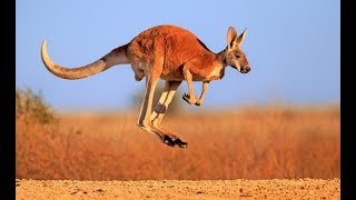 Kangaroo  Australian Kangaroos Documentary Kangaroo Life [upl. by Perpetua532]