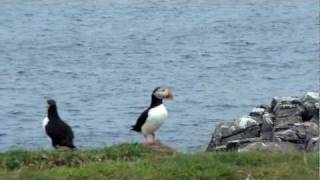 PUFFINS ROCK [upl. by Eiffe]