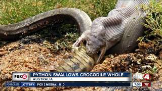 Python swallows crocodile whole [upl. by Atsuj]