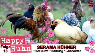 E13 Serama Hühner im Rasseportrait  HAPPY HUHN Ayam Serama  Zwerghühner Haltung Eier Brut Zucht [upl. by Husain]