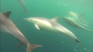 Dolphins wunderwater sound Aug 2017 [upl. by Aniraz927]