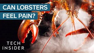 Why Do We Boil Lobsters Alive [upl. by Eelanej]